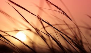 Preview wallpaper grass, sunlight, sky