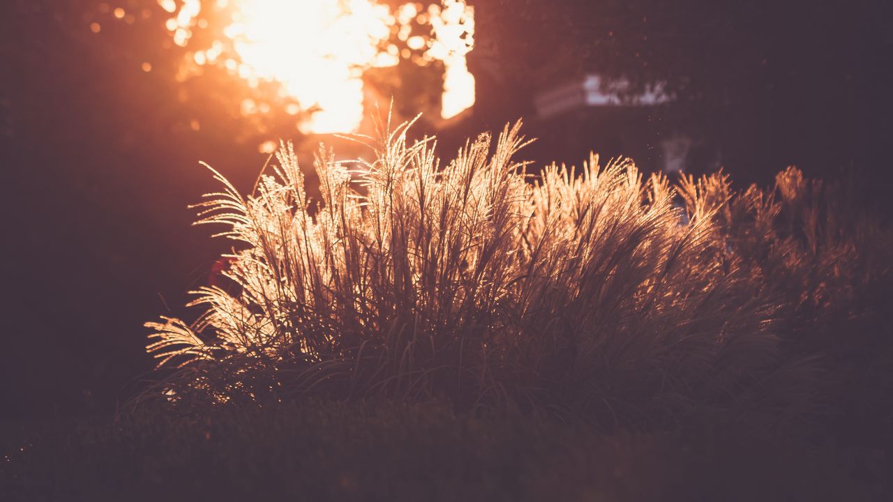 Wallpaper grass, sunlight, sunset, blur