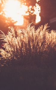 Preview wallpaper grass, sunlight, sunset, blur