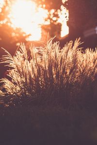 Preview wallpaper grass, sunlight, sunset, blur