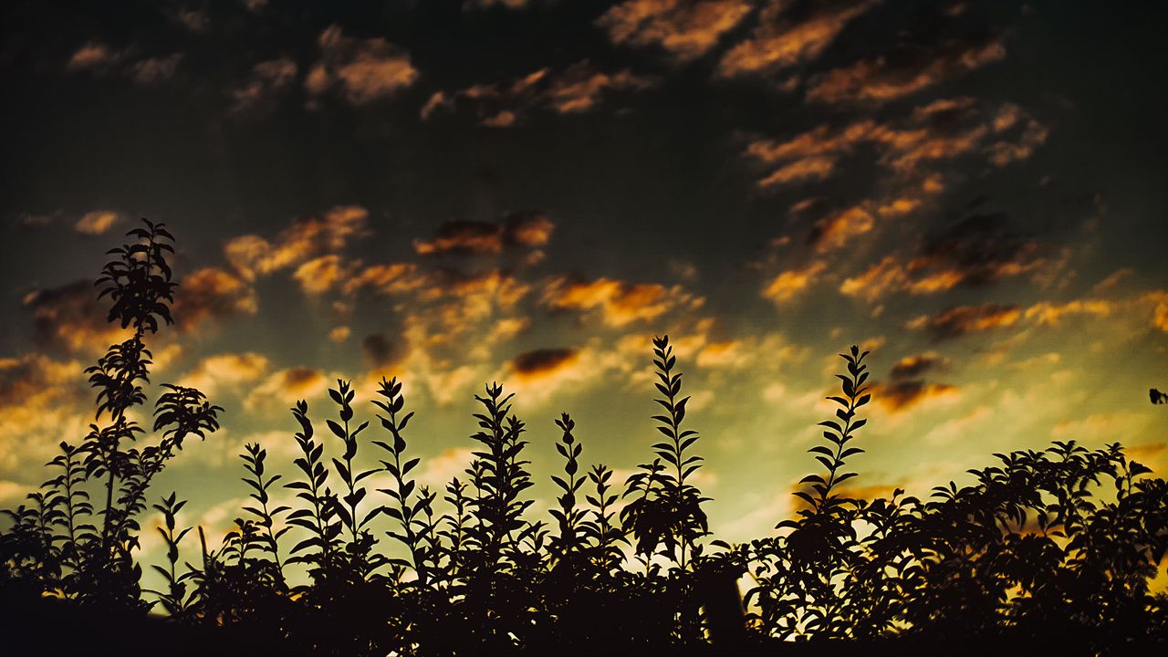 Wallpaper grass, sunset, clouds, dark