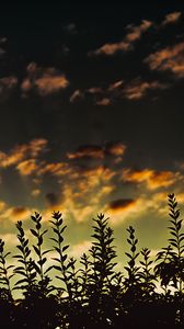 Preview wallpaper grass, sunset, clouds, dark
