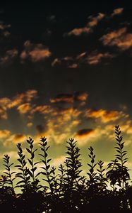 Preview wallpaper grass, sunset, clouds, dark