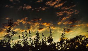 Preview wallpaper grass, sunset, clouds, dark