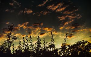 Preview wallpaper grass, sunset, clouds, dark