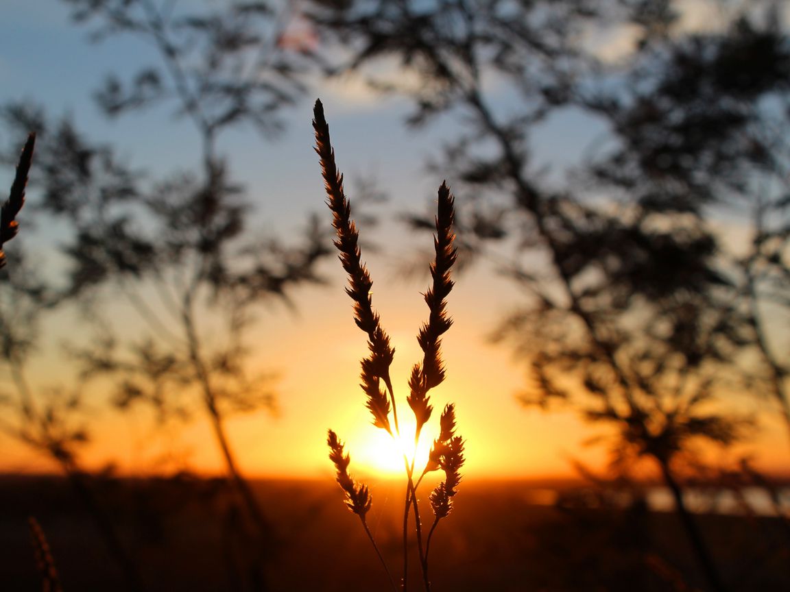1152x864 Wallpaper grass, sunset, macro, blur, sunlight