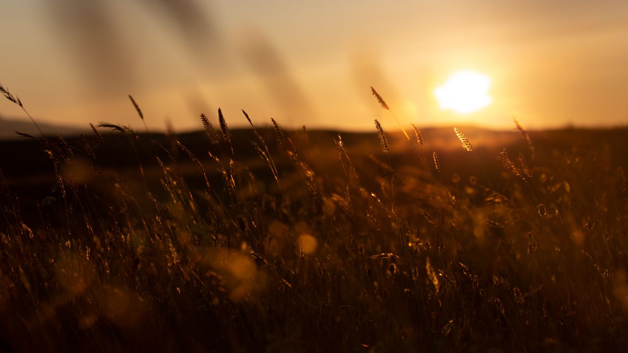 Wallpaper grass, sunset, nature