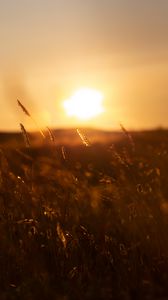 Preview wallpaper grass, sunset, nature