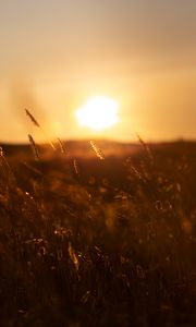 Preview wallpaper grass, sunset, nature
