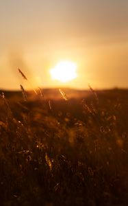 Preview wallpaper grass, sunset, nature