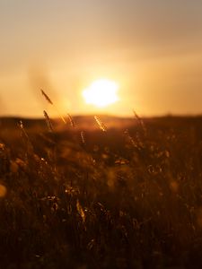 Preview wallpaper grass, sunset, nature