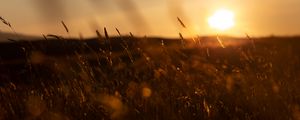 Preview wallpaper grass, sunset, nature