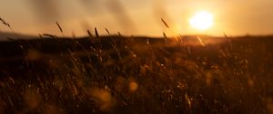 Preview wallpaper grass, sunset, nature