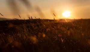 Preview wallpaper grass, sunset, nature