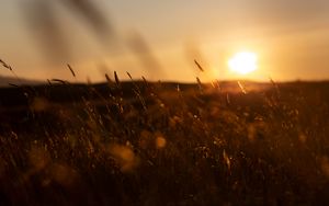 Preview wallpaper grass, sunset, nature