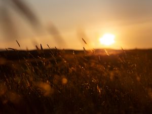 Preview wallpaper grass, sunset, nature