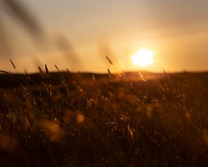 Preview wallpaper grass, sunset, nature