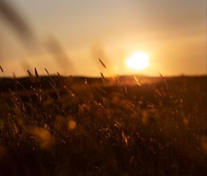 Preview wallpaper grass, sunset, nature