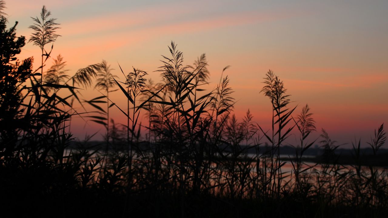 Wallpaper grass, sunset, outlines, sky, twilight