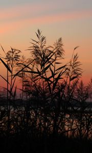 Preview wallpaper grass, sunset, outlines, sky, twilight