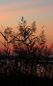 Preview wallpaper grass, sunset, outlines, sky, twilight