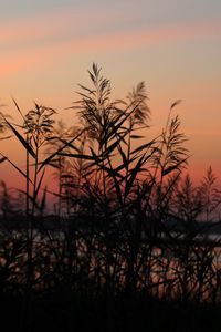 Preview wallpaper grass, sunset, outlines, sky, twilight