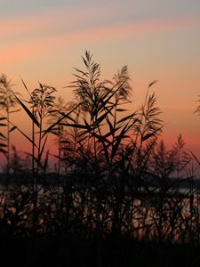 Preview wallpaper grass, sunset, outlines, sky, twilight