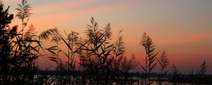 Preview wallpaper grass, sunset, outlines, sky, twilight