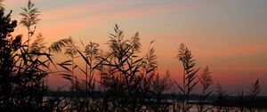 Preview wallpaper grass, sunset, outlines, sky, twilight