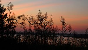 Preview wallpaper grass, sunset, outlines, sky, twilight