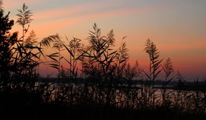 Preview wallpaper grass, sunset, outlines, sky, twilight