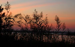 Preview wallpaper grass, sunset, outlines, sky, twilight