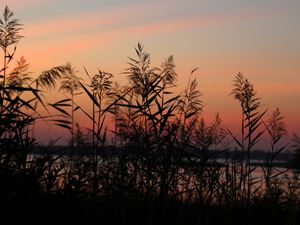 Preview wallpaper grass, sunset, outlines, sky, twilight