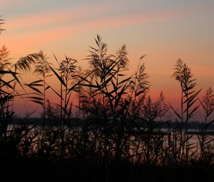 Preview wallpaper grass, sunset, outlines, sky, twilight