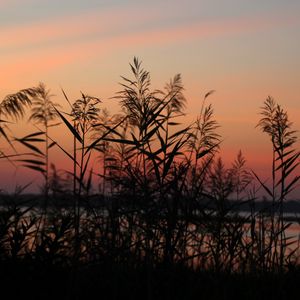 Preview wallpaper grass, sunset, outlines, sky, twilight