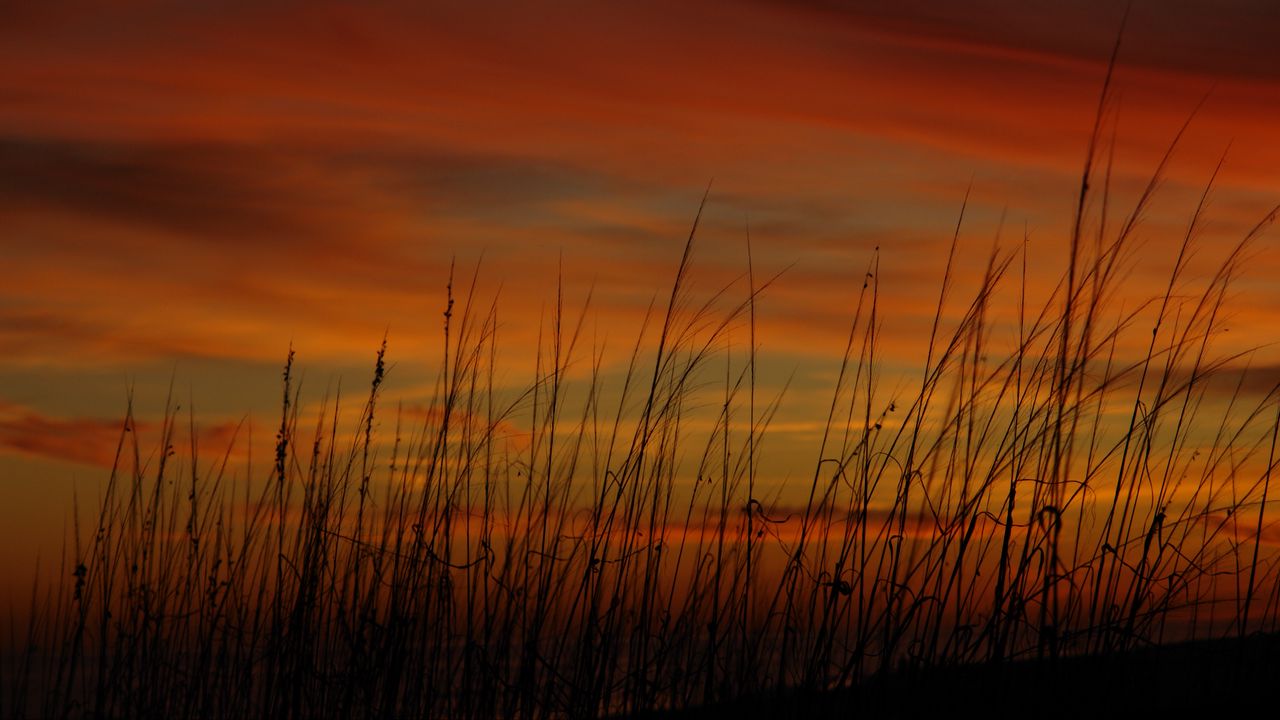 Wallpaper grass, sunset, sky, sea oats