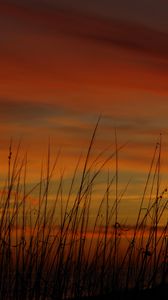 Preview wallpaper grass, sunset, sky, sea oats