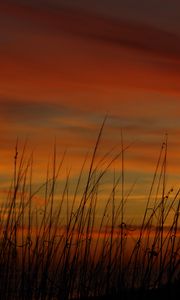 Preview wallpaper grass, sunset, sky, sea oats