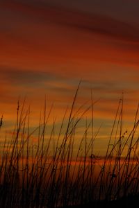 Preview wallpaper grass, sunset, sky, sea oats