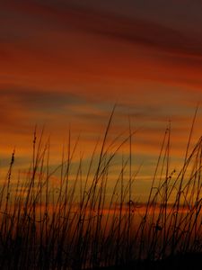 Preview wallpaper grass, sunset, sky, sea oats