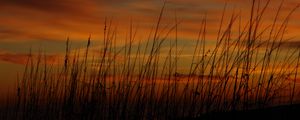 Preview wallpaper grass, sunset, sky, sea oats