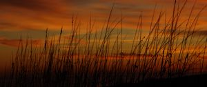 Preview wallpaper grass, sunset, sky, sea oats