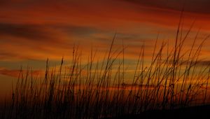 Preview wallpaper grass, sunset, sky, sea oats