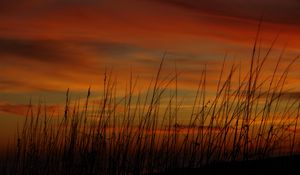 Preview wallpaper grass, sunset, sky, sea oats