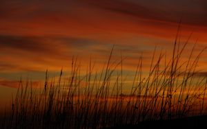 Preview wallpaper grass, sunset, sky, sea oats