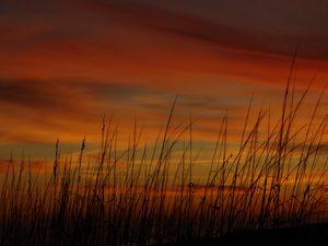 Preview wallpaper grass, sunset, sky, sea oats