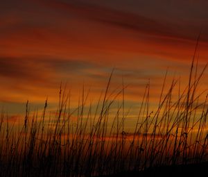 Preview wallpaper grass, sunset, sky, sea oats