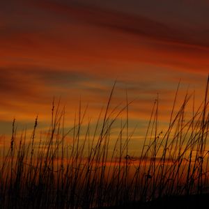 Preview wallpaper grass, sunset, sky, sea oats