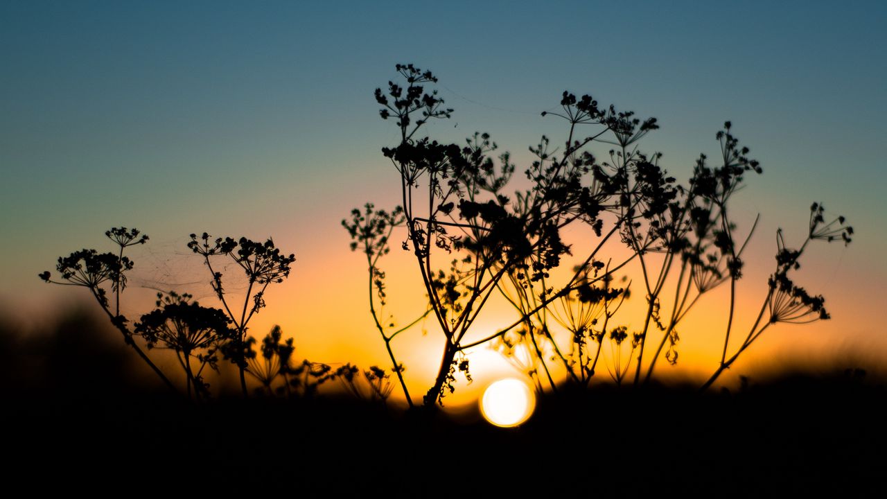 Wallpaper grass, sunset, sky, sun, blur