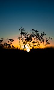Preview wallpaper grass, sunset, sky, sun, blur